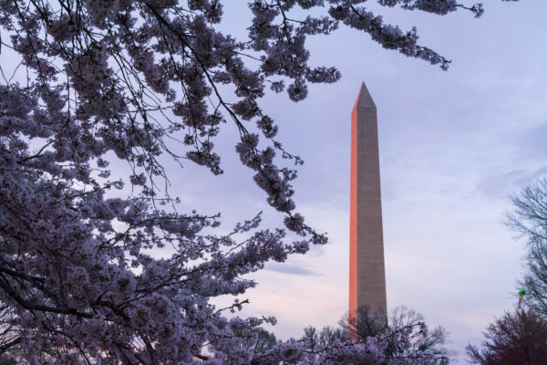 Washington Monument at Sunset surrounded by cherry blossoms